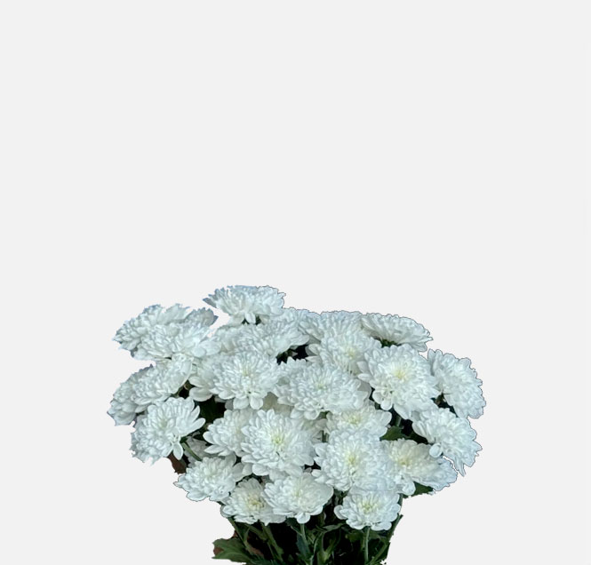 Image Slider