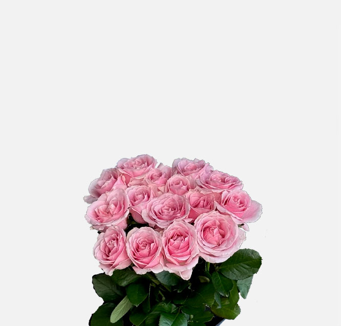 Image Slider